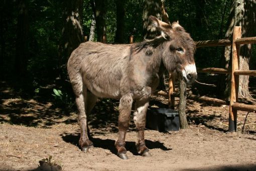 Łeba Park - Jurajski Park Dinozaurów